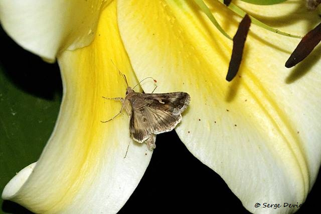 1311Re40_DSC08779 (1)r2a_dxo_GF.jpg - Papillmon Lambda